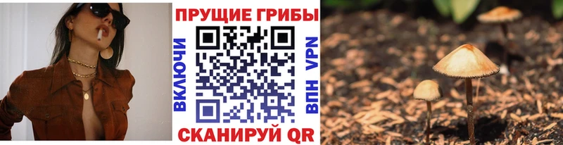 купить сайты Балей Псилоцибиновые грибы мицелий